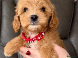 Cavapoo dogs Ready today!|F1B Cavapoo | DNA Tested Mum - Advert 17