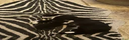 Mixed Breed cats for sale: Beautiful black and white kittens - Advert 6