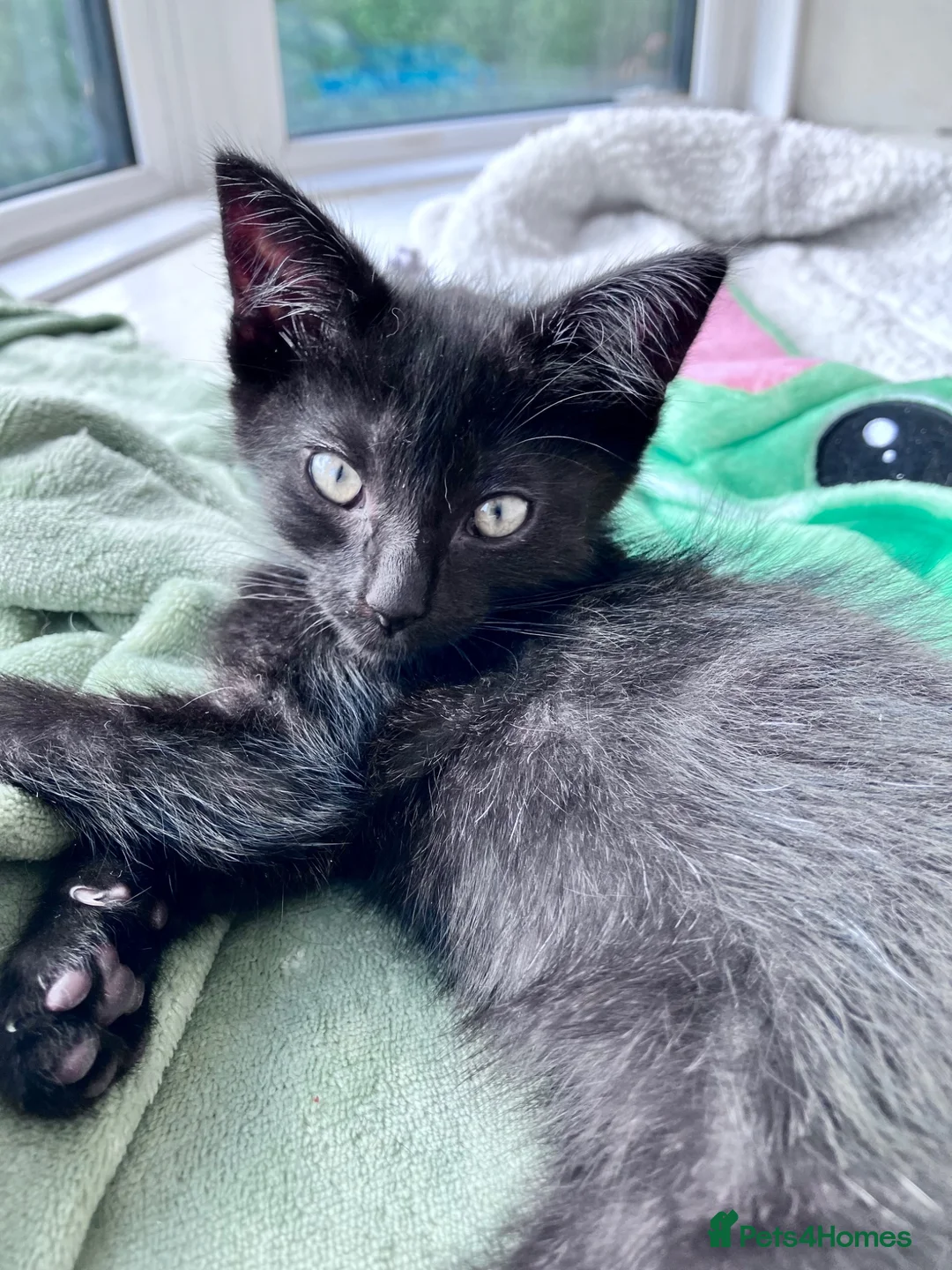 Mixed Breed cats for sale: Two black kittens ready for homes.   in Stoke-on-Trent - Advert 8