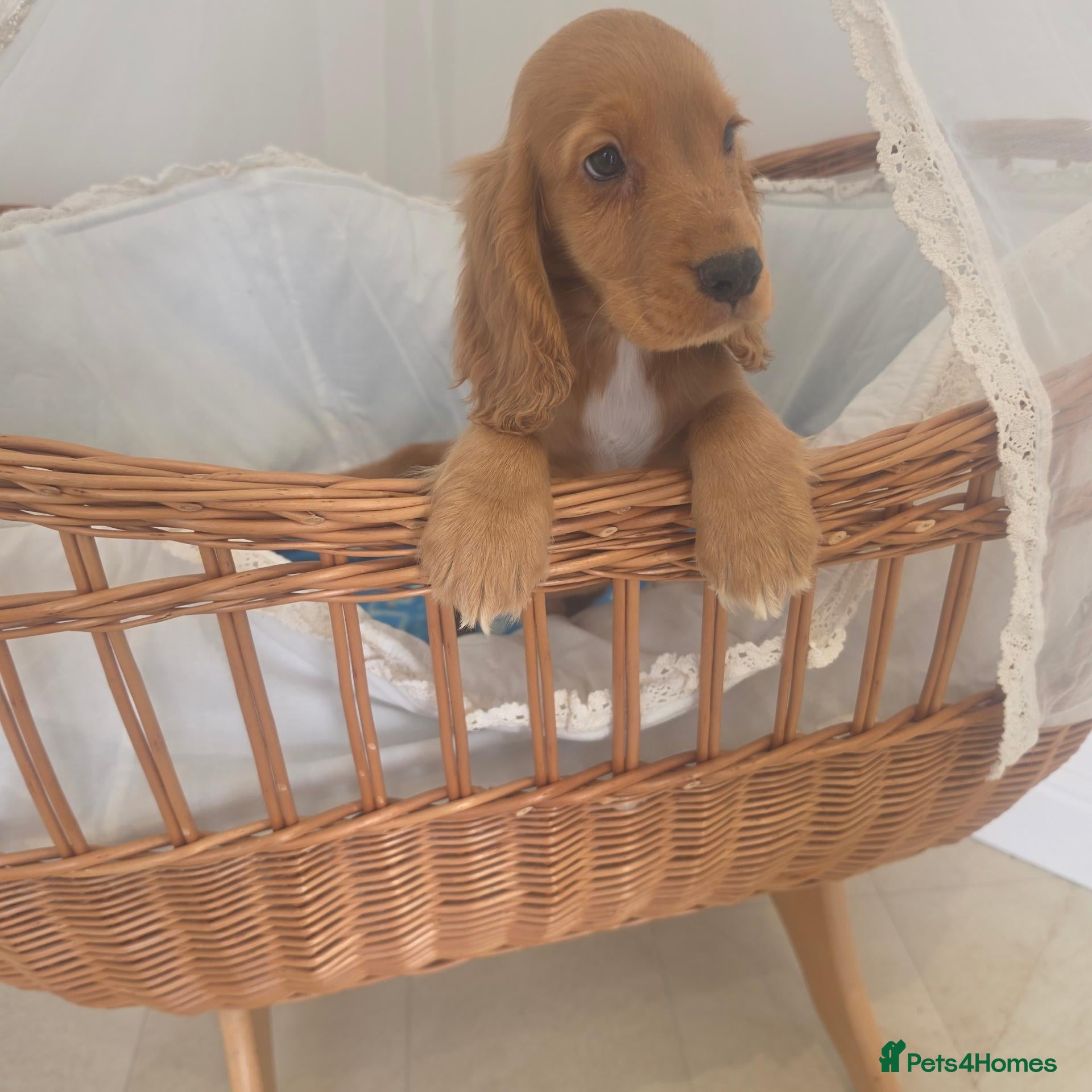 Cocker Spaniel dogs Golden and Black working type cocker spaniels - Advert 2