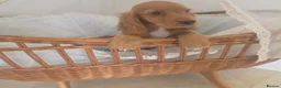 Cocker Spaniel dogs for sale: Golden and Black working type cocker spaniels - Advert 2