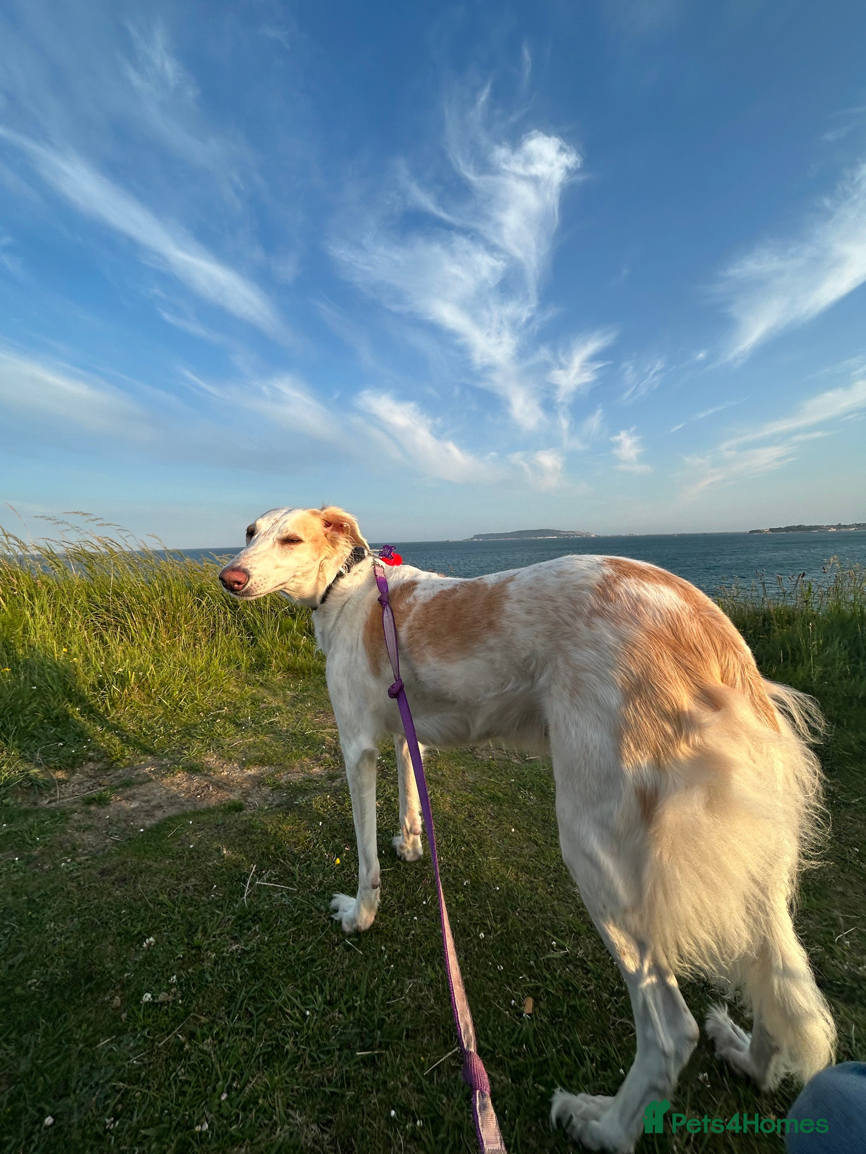 Mixed Breed dogs Stunning saluki cross Norfolk Wolly  lurcher  - Advert 2