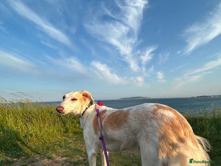 Mixed Breed dogs Stunning saluki cross Norfolk Wolly lurcher - Advert 1