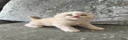 Scottish Fold cats for sale: 🦉Scottish Fold & Scottish Straights TICA REG🦉 - Advert 6
