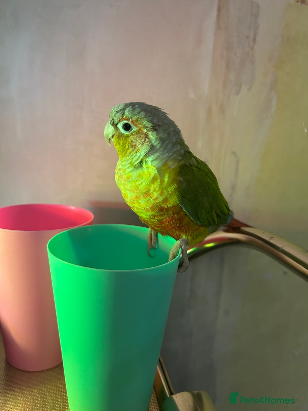 Conures birds for sale: Pair of conures with full set up - Image 6