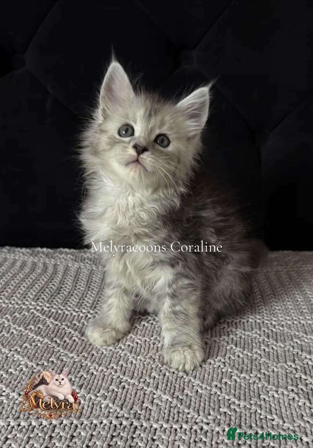 Maine Coon cats ⭐TICA Mainecoons-Champion lines⭐  - Advert 2