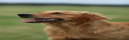 Mixed Breed dogs for sale: Golden setter pups  - Advert 22