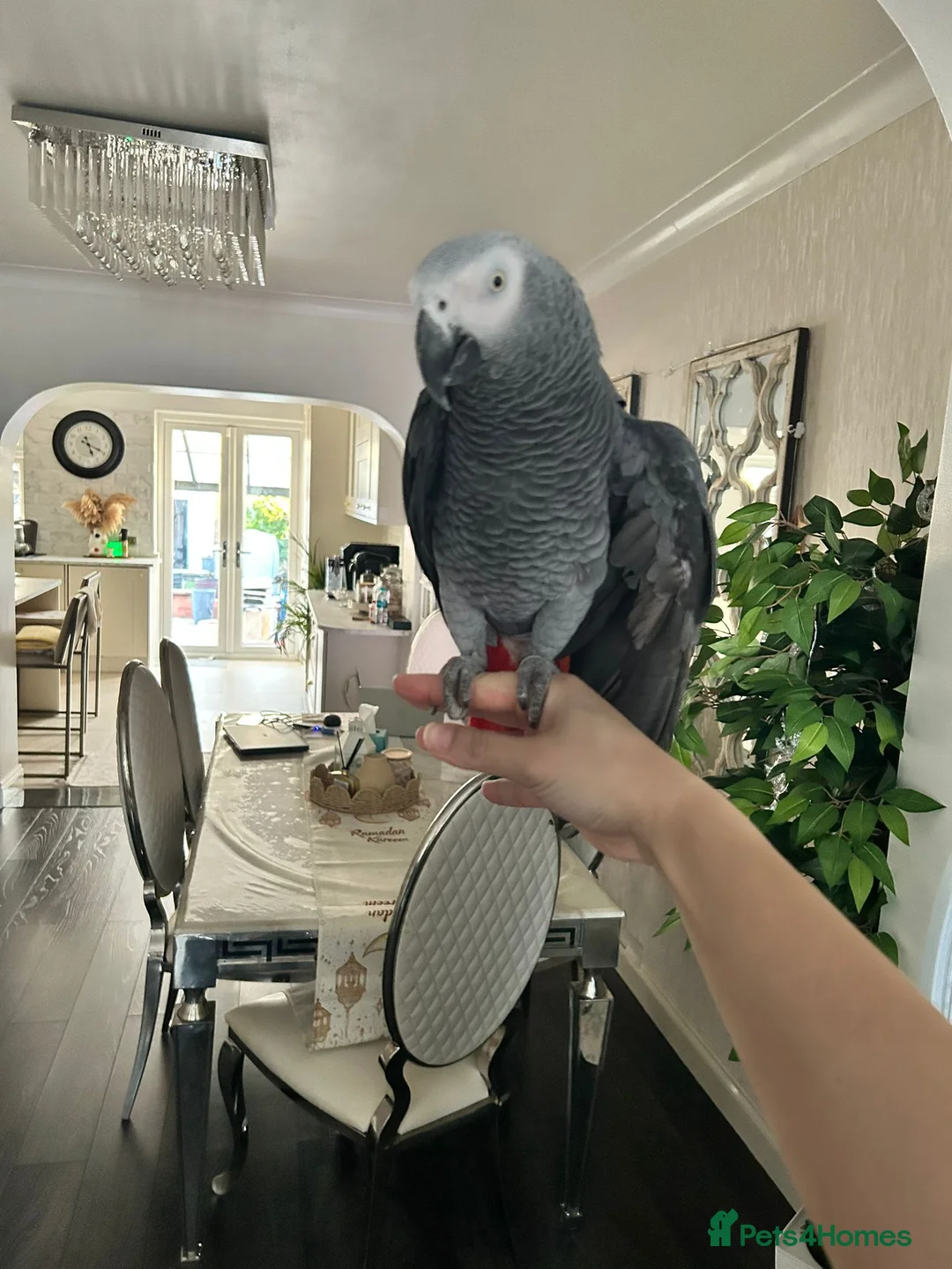 Parrots birds for sale: Tame African grey - Advert 1