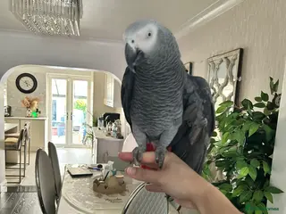Parrots birds Tame African grey - Advert 2
