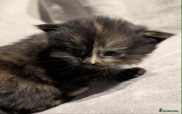 Maine Coon cats for sale: Maine Coon crossed Ragdoll kittens - Image 7