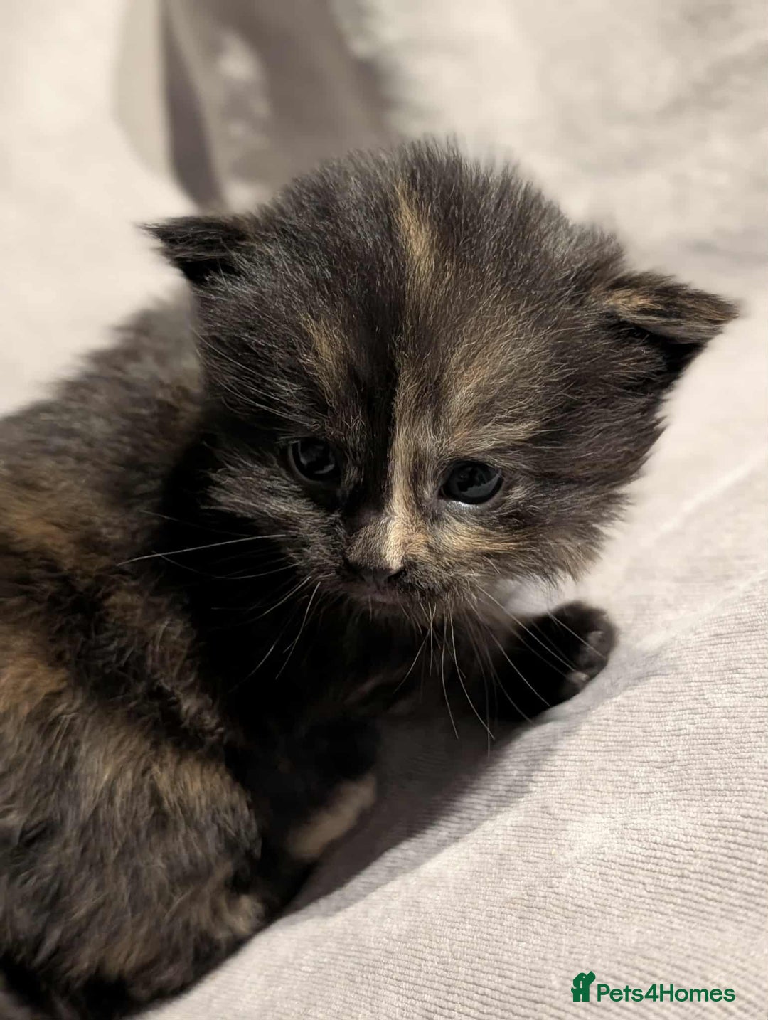 Maine Coon cats for sale: Maine Coon crossed Ragdoll kittens - Image 7