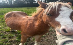 Welsh Section A horses for sale: Teddy 18 month sec a  - Image 7