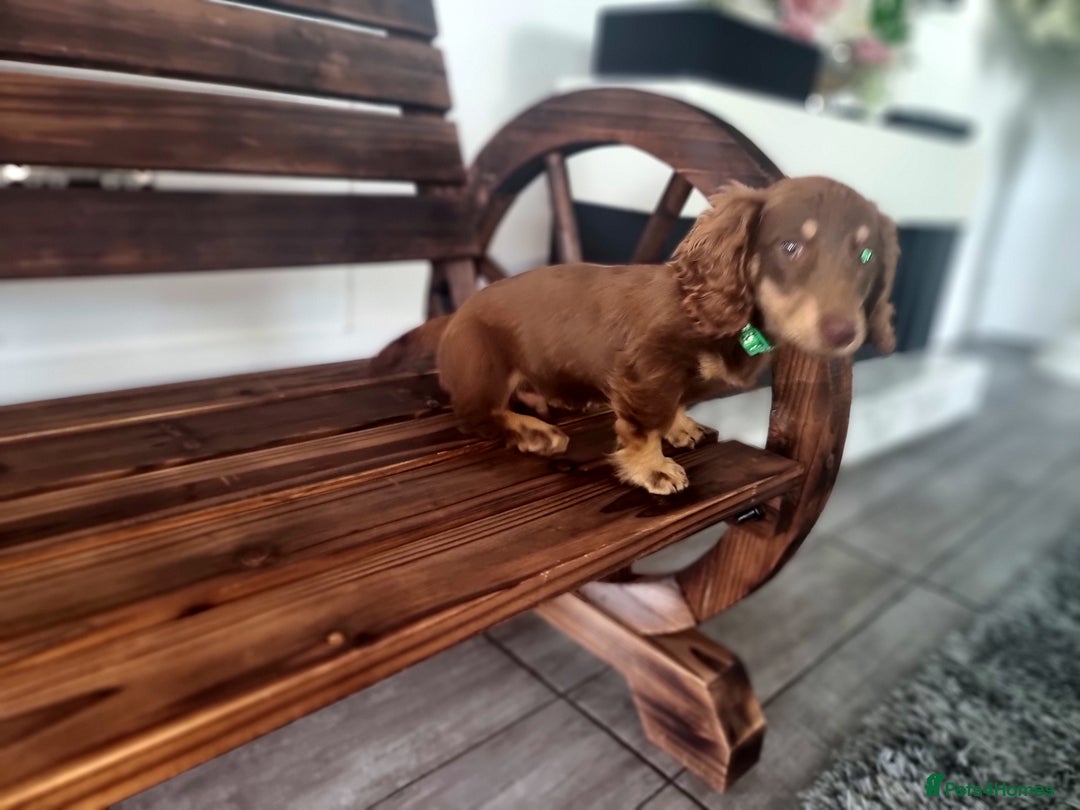 Mixed Breed dogs for sale: Dashound pups 8 weeks today 26 July  in Chesterfield - Image 7