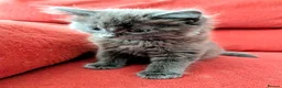 Mixed Breed cats for sale: Stunning Fluffy Kittens  - Advert 39