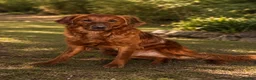Golden Retriever dogs for sale: Outstanding litter of beautiful health tested pups - Advert 7