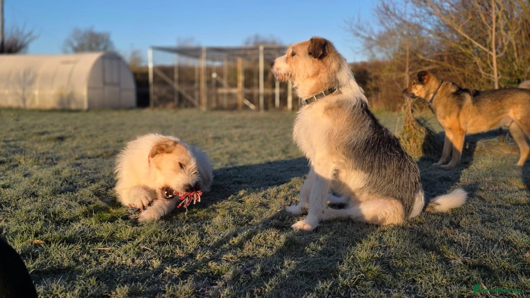 Mixed Breed dogs for adoption: Hershey & Harley 💙 still Waiting - Advert 17