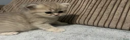 British Shorthair cats for sale: British shorthairs for sale - Advert 17