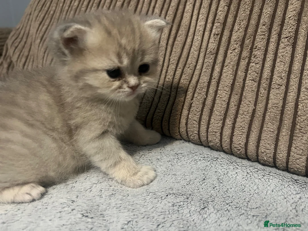 British Shorthair cats for sale: British shorthairs for sale - Advert 17
