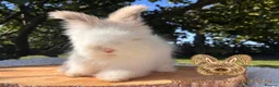Angora rabbits for sale: Fully Vaccinated Pedigree English Angoras  - Advert 8