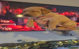 Labrador Retriever dogs for sale: Chunky labradors puppies - Image 3