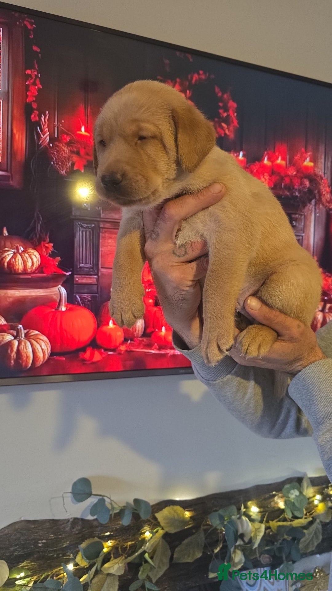Labrador Retriever dogs for sale: Chunky labradors puppies - Image 3