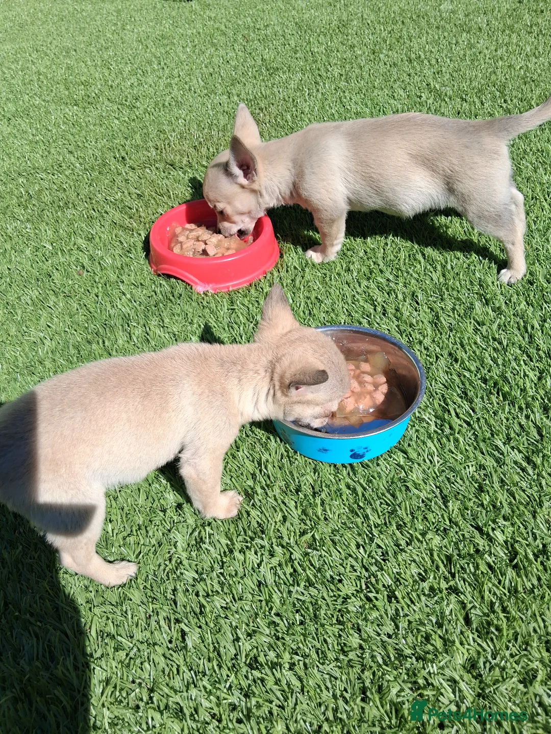 Chihuahua dogs for sale: Chihuahua cream boy ready for new home - Advert 14