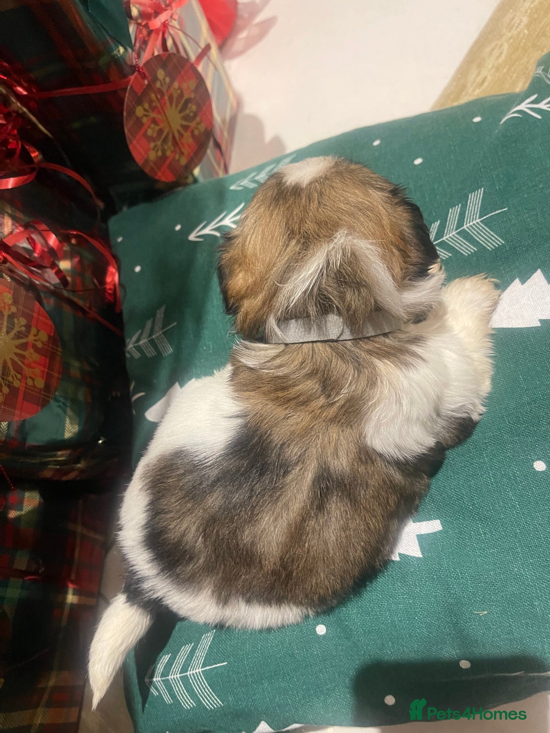 Shih Tzu dogs for sale: Shih tzu  puppies  - Advert 10