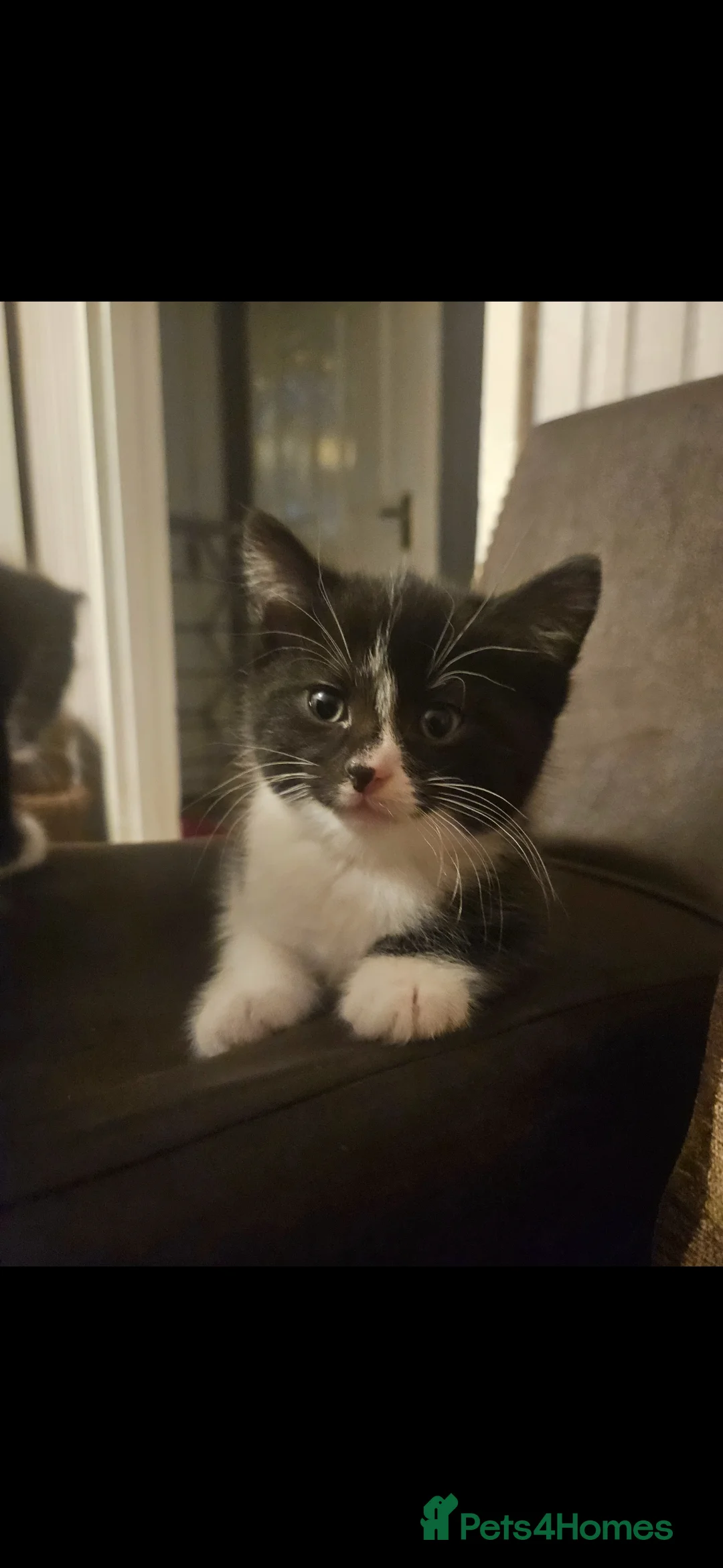 British Shorthair cats for sale: Female kitten - Advert 2