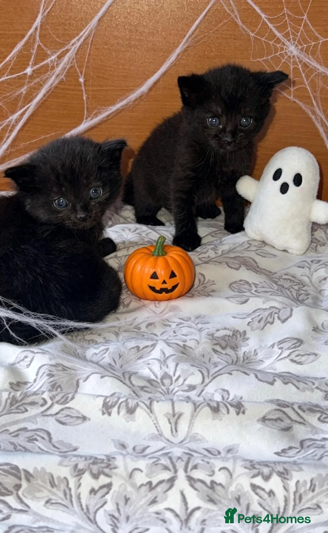 Mixed Breed cats for sale: Kittens - Advert 2