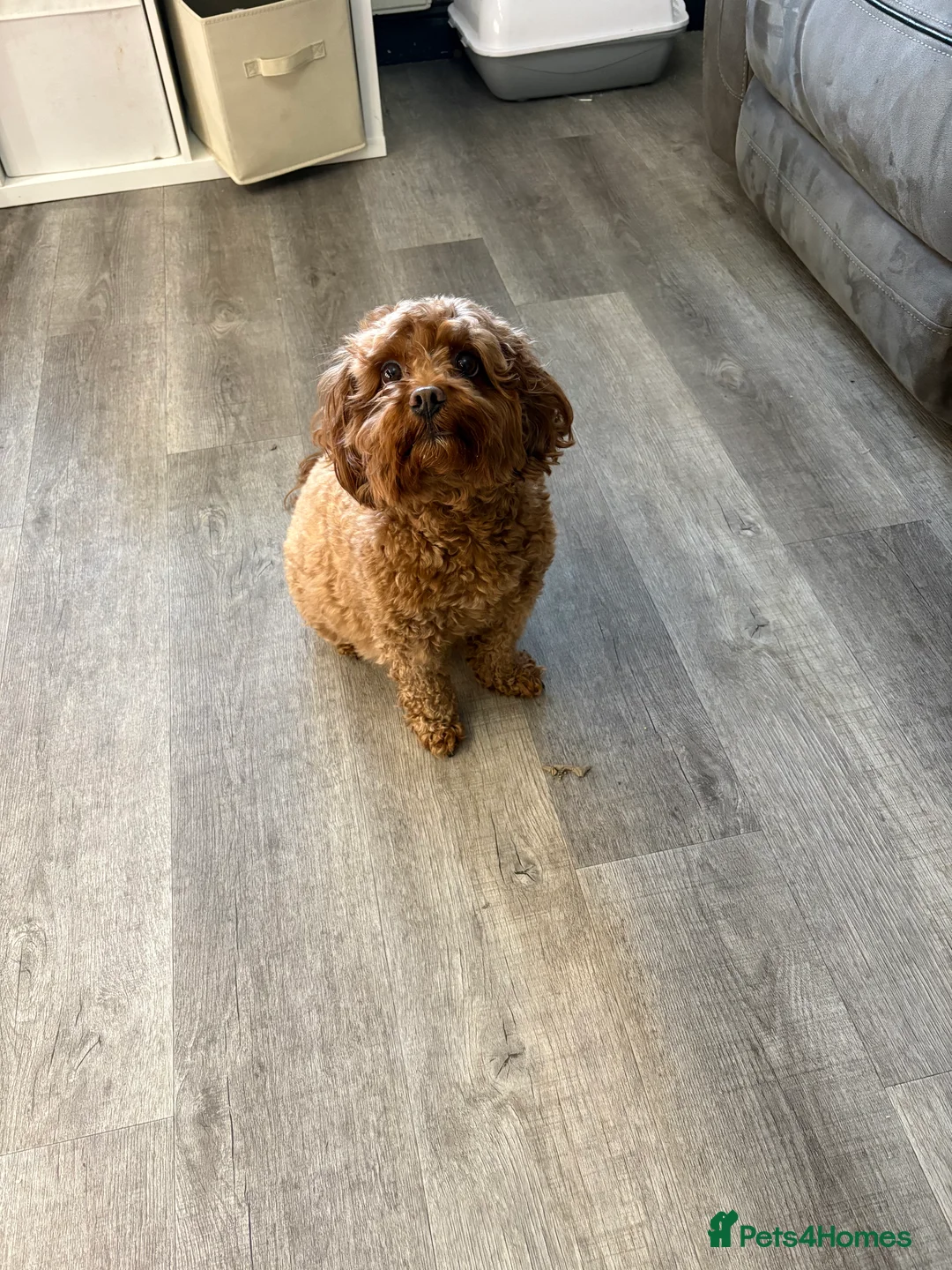 Cavapoo dogs for sale: Cavapoo F1bb  - Advert 2