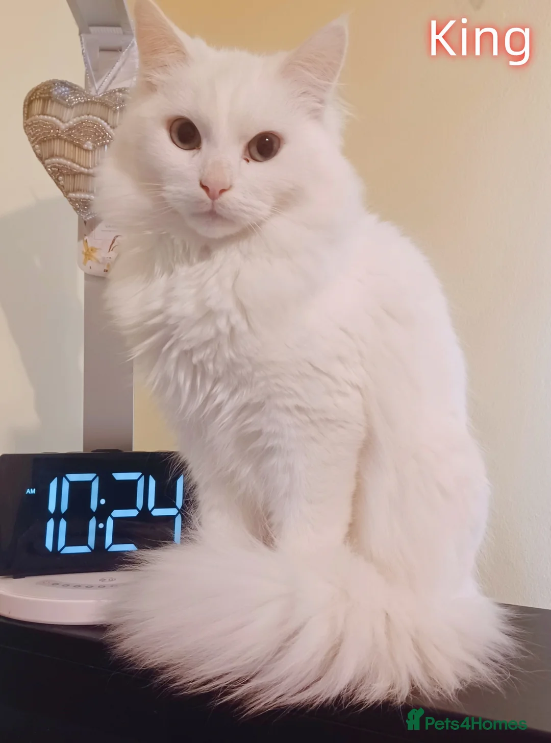 Mixed Breed cats for sale: 6 Gorgeous Pure White Kittens  in Reading - Advert 2