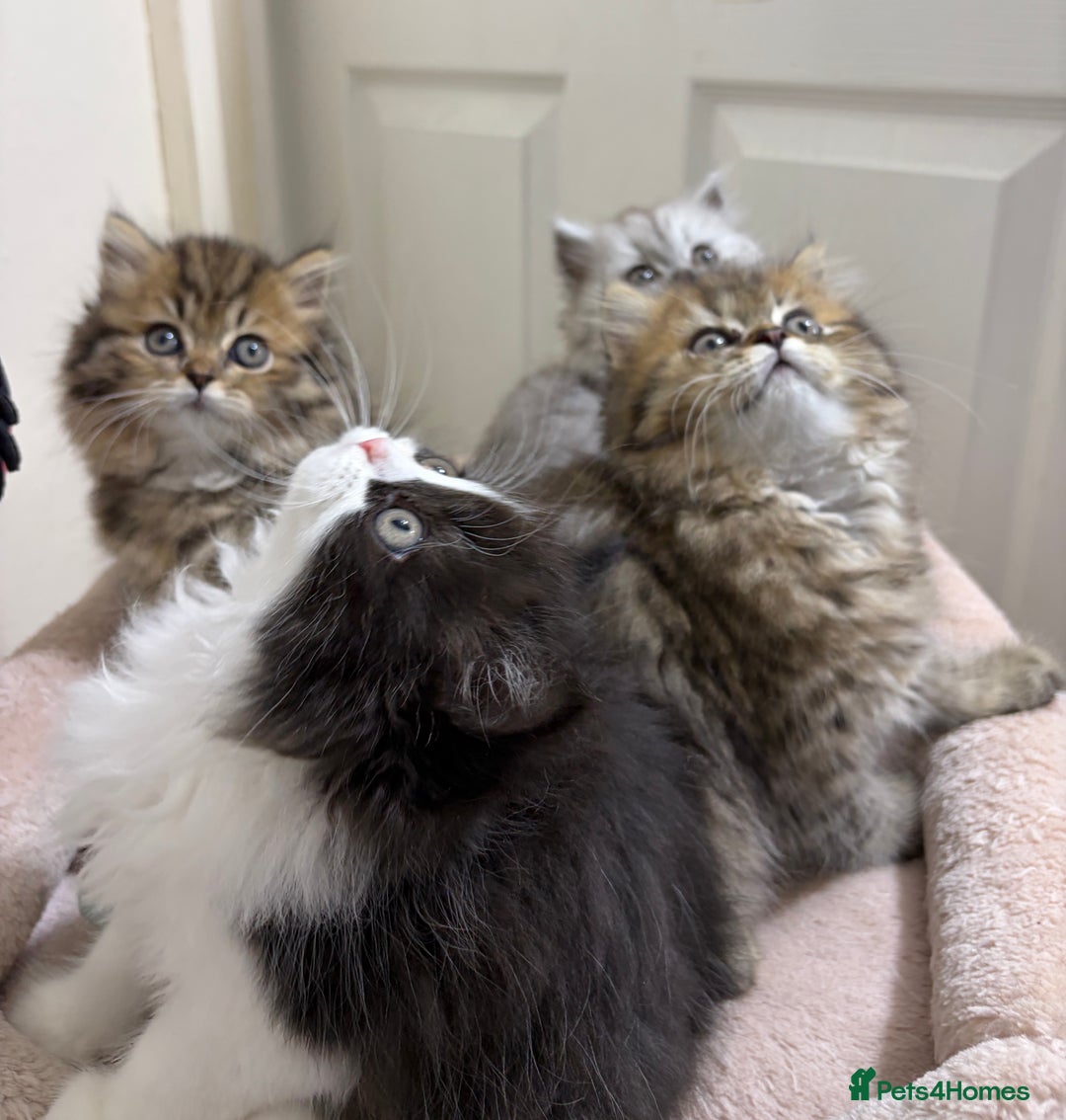 Mixed Breed cats for sale: British long hair X Chinchilla long hair - Advert 4