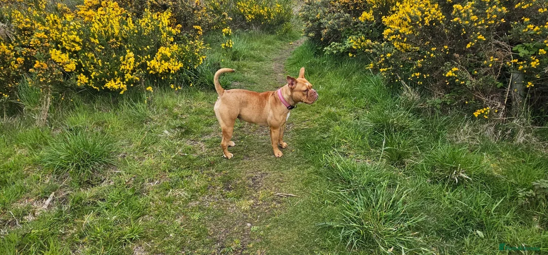 Dogue De Bordeaux dogs for sale: Dog de bordeaux  - Advert 8