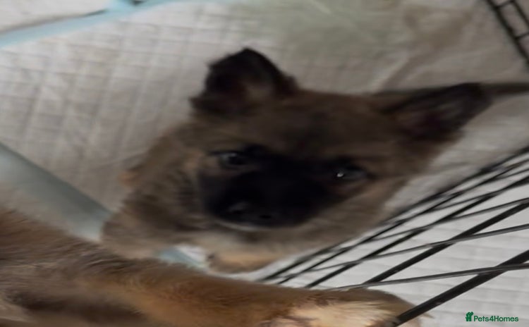 Mixed Breed dogs - Advert 1
