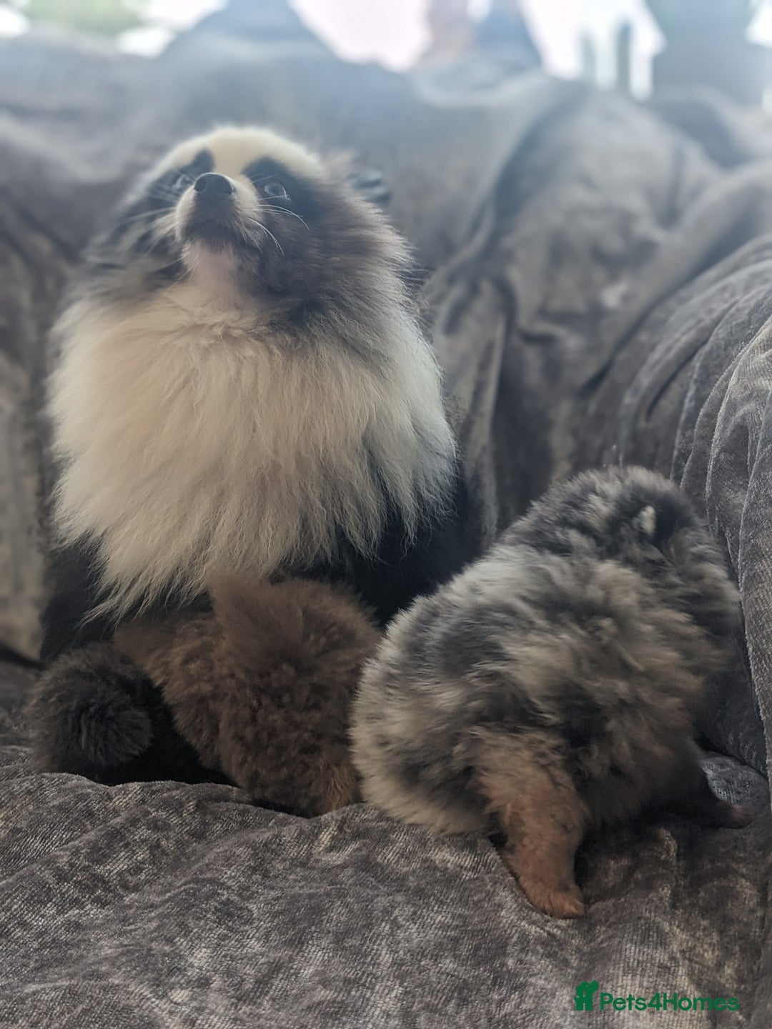 Pomeranian dogs for sale: Pomeranian puppies mixed colours  - Image 17