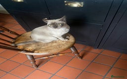 Burmese cats for sale: Chocolate Burmese pedigree female  - Image 3