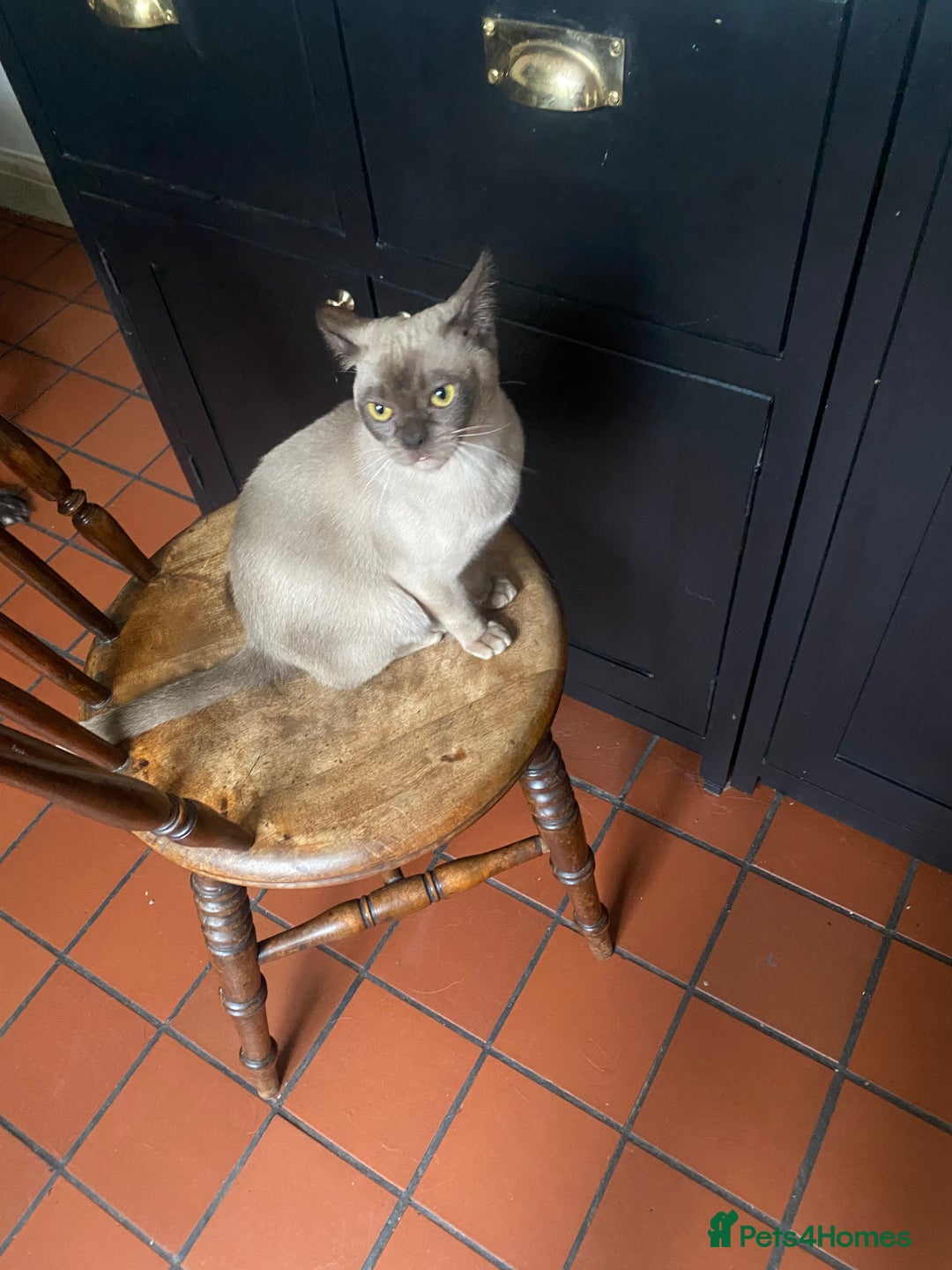 Burmese cats for sale: Chocolate Burmese pedigree female  - Image 3