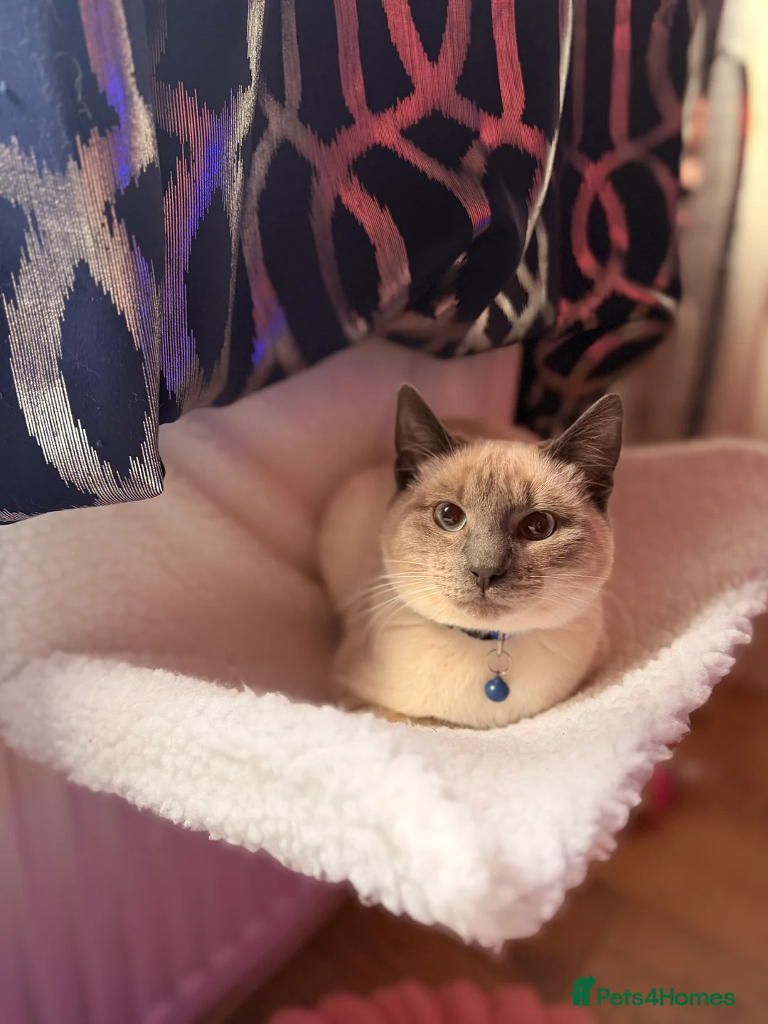 Ragdoll cats for sale: 6 month Ragdoll Cross - Advert 1