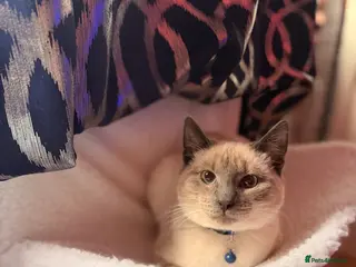 Ragdoll cats 6 month Ragdoll Cross - Advert 1