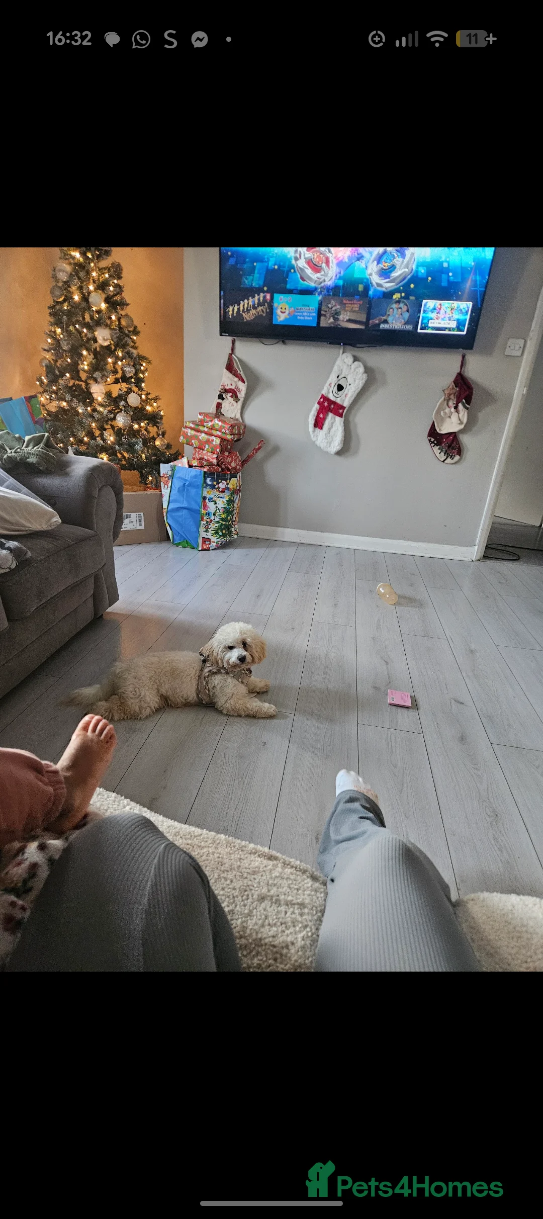 Maltipoo dogs for sale: Maple the maltipoo - Advert 4