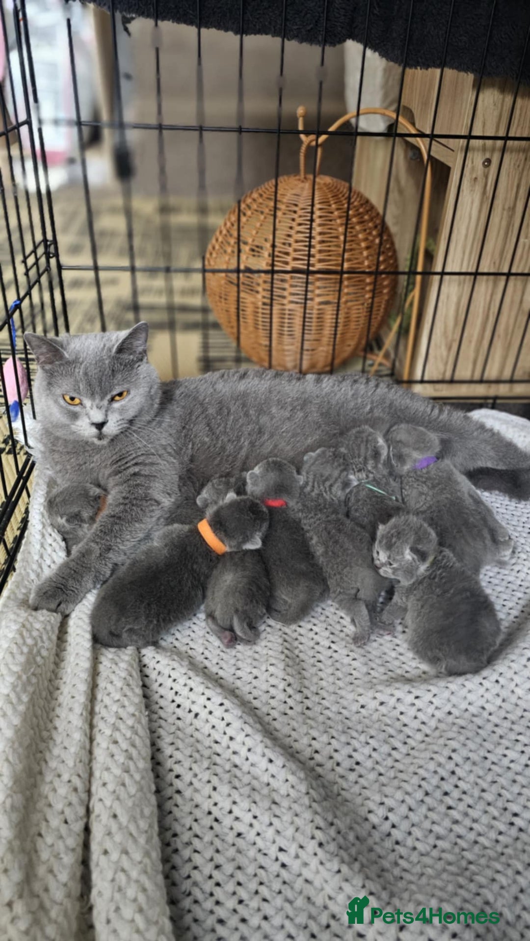 British Shorthair cats for sale: High Quality British Short Haired Kittens - Image 19
