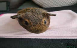 Guinea Pig rodents for sale: Baby girls guinea pigs  - Image 8