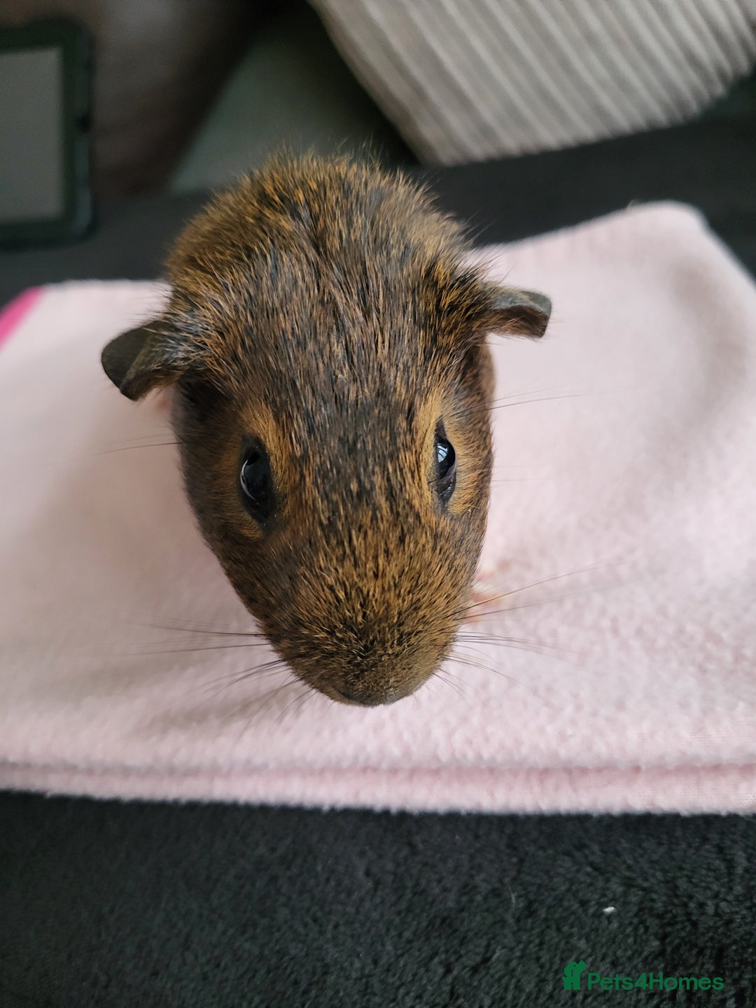 Guinea Pig rodents for sale: Baby girls guinea pigs  - Image 8