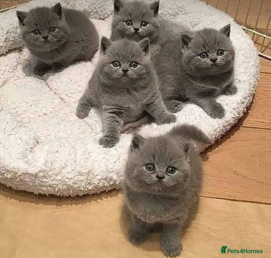 British Shorthair cats for sale: British shorthair  in Blackpool - Image 1
