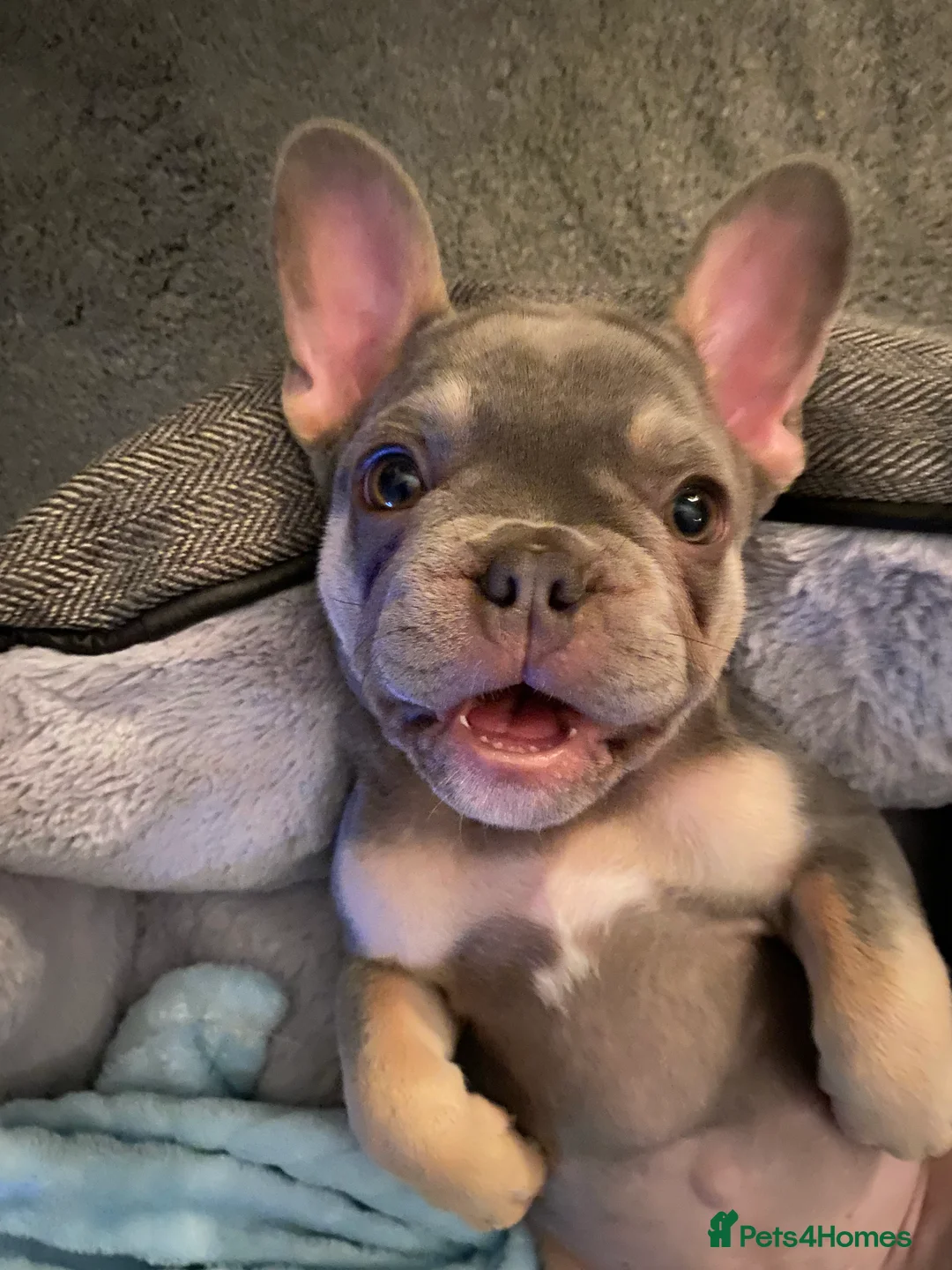 French Bulldog dogs for stud: LOKI “THE SON OF MISCHIEF” lilac Tan  in Coatbridge - Advert 10