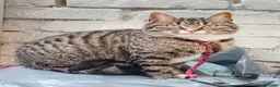 Mixed Breed cats for sale: Beautiful tabby cat - Advert 1