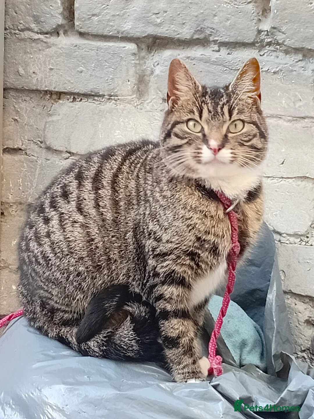 Mixed Breed cats for sale: Beautiful tabby cat - Advert 1