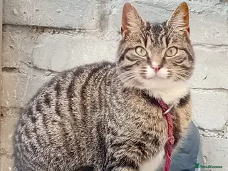 Mixed Breed cats Beautiful tabby cat - Advert 1