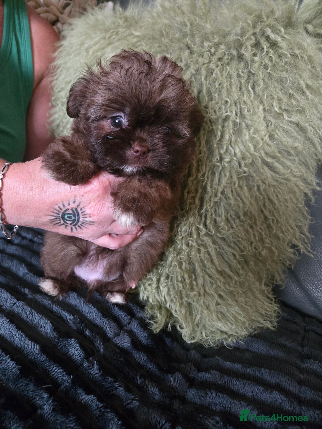 Mixed Breed dogs for sale: Stunning chocolate Shihtzu x Chihuahua Pups  - Advert 1