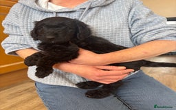 Mixed Breed dogs for sale: Male Australian Labradoodles  - Image 4